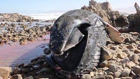 Pan from washed up dead Humpback Whale carcass to nearby rocky beach