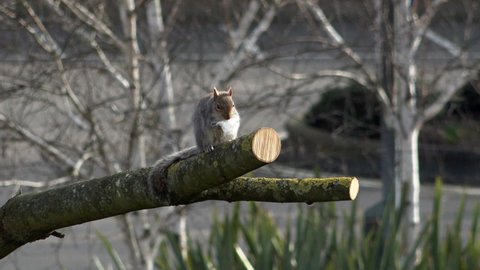 A Grey Squirrel sits on the end of a tree branch and eats a piece of bread.