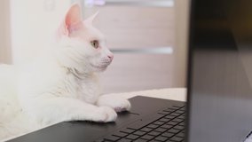 White cat with green eyes looks at a laptop monitor while lying on a sofa. Cute funny pet. Creative home work concept, video for cats. Copy space, light background	