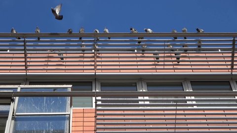 Lots of pigeon at the facade of a business building in Germany