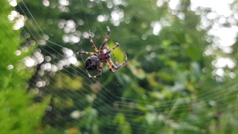 A garden spider weaving a web. Spider building a web. 