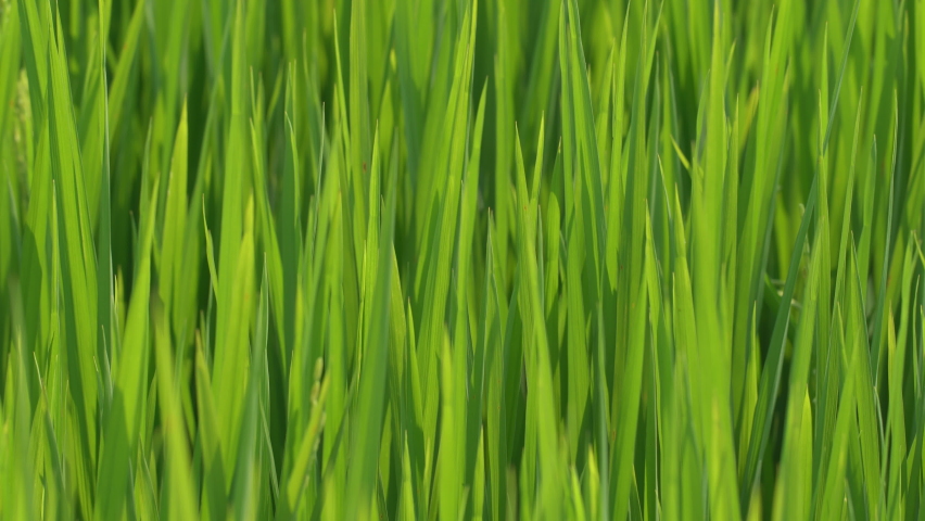 Light and shadow of green paddy leaf plant background | Shutterstock HD Video #1068375497