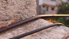 Red ants walking on a wire