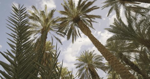 Date Palm Tree With Ripe Fruits And Branches Moving in The Wind, Leaf Palm Tree On Blue Sky - 4K Video