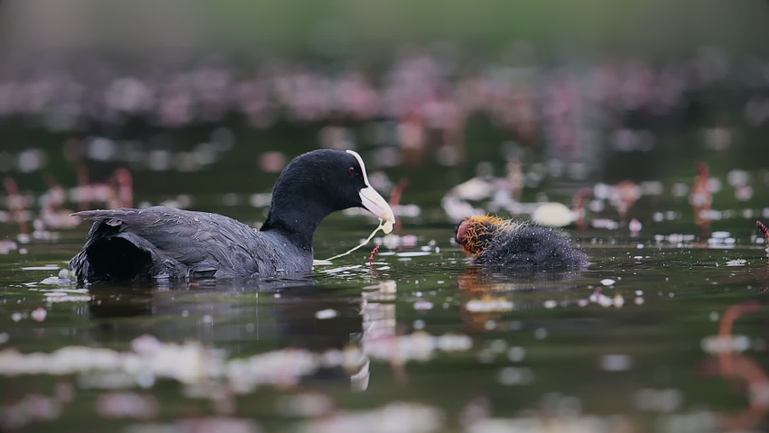 coot feeds chick on a forest lake
