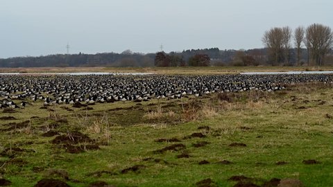 wintering area for barnacle geese or barnacle geese in the Wedeler Marsch near Hamburg