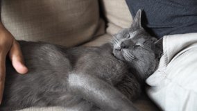 A grey sleeping cat lying on her owners lap. Closeup of her head with closed eyes while she got patted. Animal background in 4k resolution video
