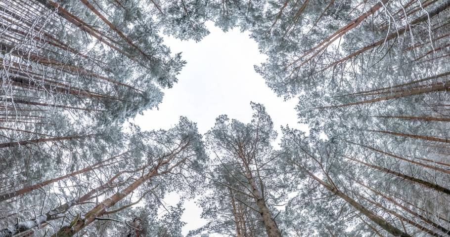 spinning and torsion and Looking up into winter snow covered pinery forest. Trees growing in the sky