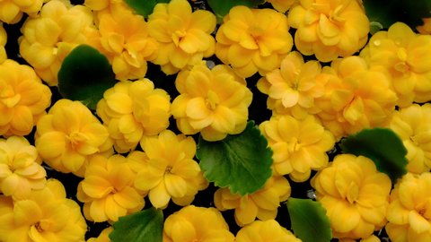 Flowers. Top view of yellow flowers and green leaf on water background loop. Beautiful kalanchoe blossom flower heads floating. 