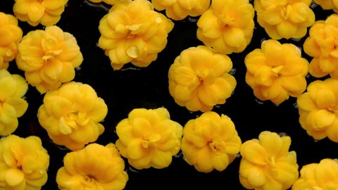 Flowers. Yellow flowers floating on water with black background. Beautiful top view of kalanchoe blossom flower heads turning.