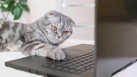 A black and gray striped Scottish fold cat with yellow eyes looks at a laptop monitor while lying on a sofa. Cute funny pet. Creative home work concept, video for cats. Copy space, light background.