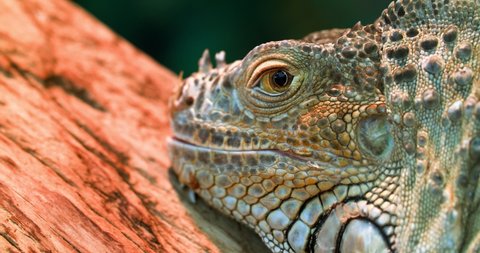 Lau banded iguana (Brachylophus fasciatus) is an arboreal species of lizard endemic to the Lau Islands of the eastern part of the Fijian archipelago.