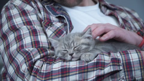 Scottish straight-eared gray kitten sleeps in arms of owner of house. Thoroughbred cute little British cat falls asleep in hands of young man. Man and pet theme. Male petting sleeping kitten.