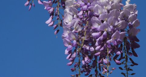 Detail of  wisteria flowers against blue sky.