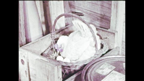 1950s: Chicken lays on eggs in nest. Two mice. Pregnant mouse. Mice embryos.