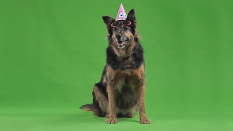The Dog In The Birthday Video De Stock 100 Libre De Droit Shutterstock