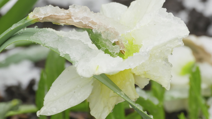 Spring flowers covered with snow. Spring flower daffodil. Blooming daffodil in spring. Snow falls on flowers and melts