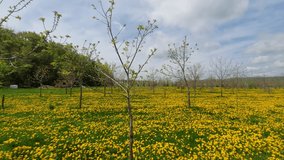 A visually pleasing video taken from a moving tractor, featuring beautiful yellow dandelion fields grown for honeybees, Cloudy sky can be seen.