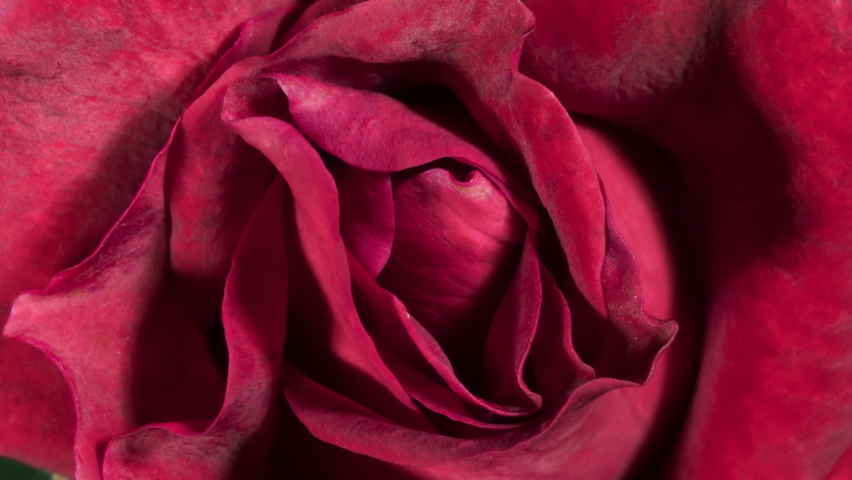 Velvet red rose blossoming, petals unfolding macro plan view Royalty-Free Stock Footage #1068413624