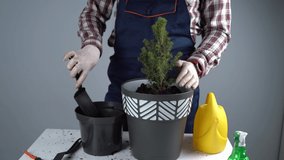 Hands of male gardener transplant small fir tree into new pot in studio on gray background. Gardening and care of domestic plants. Transplanting houseplant spruce from small to large pot at home. - Powered by Shutterstock - Get 15% off with code: PIKWIZARD15