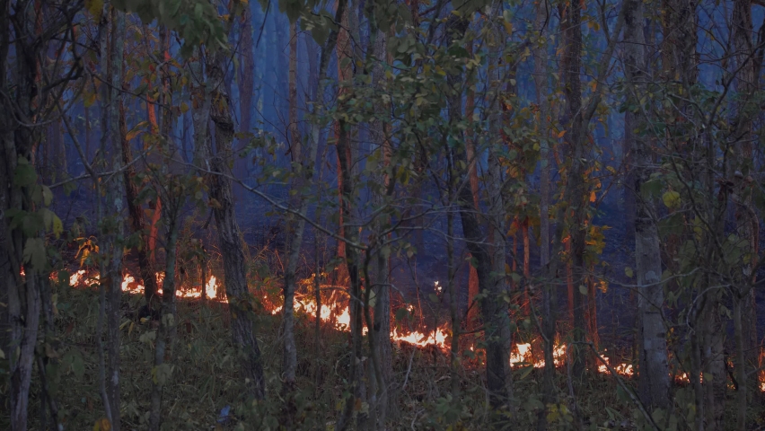 Forest fire disaster is burning caused by human