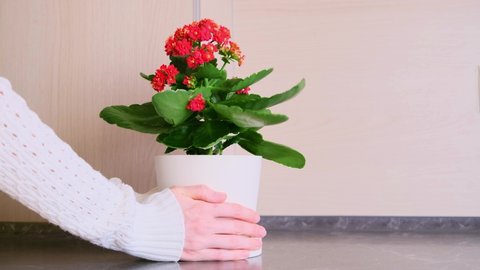 Female hands puts a houseplant with red small flowers on the table. The concept of plant care, household chores. kalanchoe