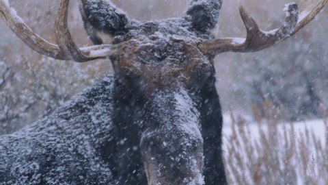Moose with Large Antlers Extreme Close Up in Winter Storm. Snow Falling Across the Tundra as male Moose Stares into Camera.