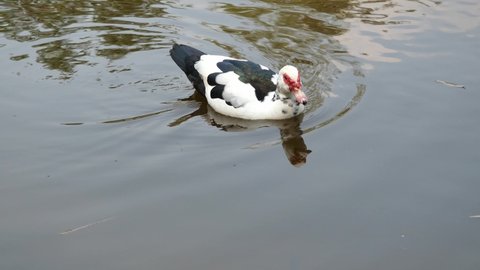 Domestic muscovy duck swimming and floating on the calm water surface, White and black patterns of body hair and red face of farm poultry