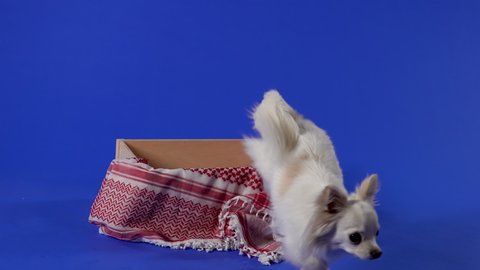 Chihuahua in the studio on a blue background. The dog goes to the box with a blanket, jumps into it, sniffs, climbs out and leaves, then returns and climbs into the box again. Slow motion. Close up.
