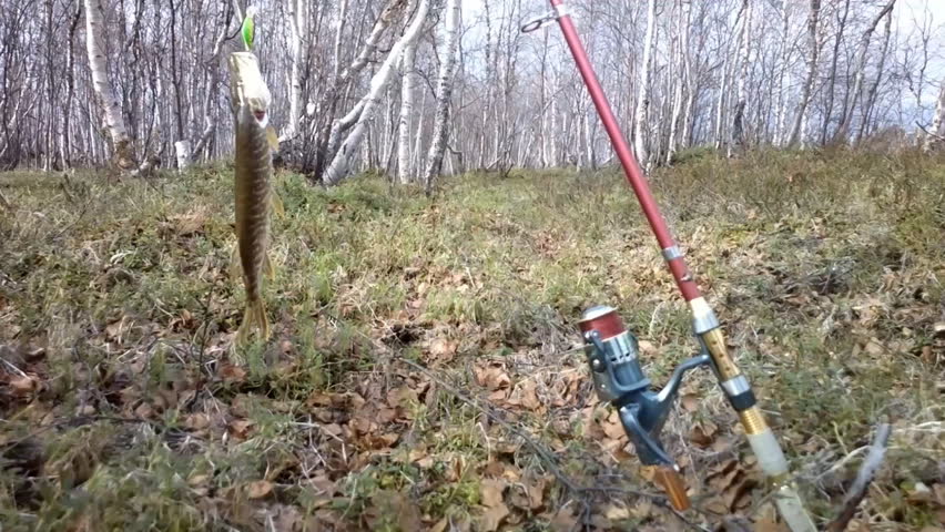 pike lake fishing on spinning