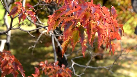 Beautiful red and yellow leaves of the Tatar maple. Warm autumn day