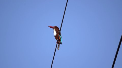A Kingfisher On A Electrical Wire In Ajmer, Rajasthan, India On 04 March 2021.
