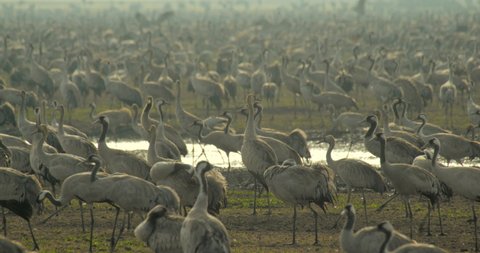 4K shot of a big flock of migratory birds on a sunny day, countless common cranes (grus grus) in the Hula Valley in North Israel, Agamon Hula Park in the Middle East, wetland, water reflections, sun