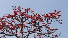 Fire-red gorgeous flowers are blooming on the whole Red silk-cotton tree. In spring the silk-cotton trees red 5 petals flowers are making too bright and romantic. 4k video. 