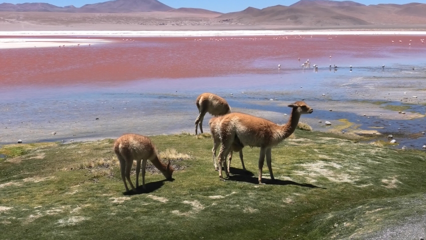 A vicuna cub drinks milk from its mother on the shores of a pink lake in the Andes of Bolivia