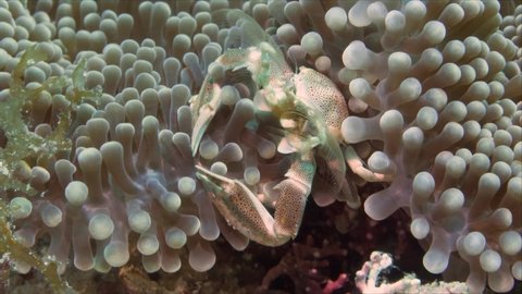 A large porcelain anemone crab (Neopetrolisthes maculatus) sitting on a sea anemone (Actiniaria) and using net in its claws to put sediment into its mouth. The crab is bright white with red markings.