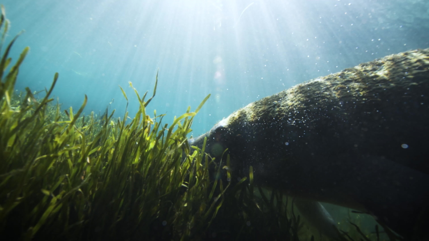 Underwater view of manatee swimming in sunlight at Crystal River Preserve State Park, Crystal River, Florida, USA