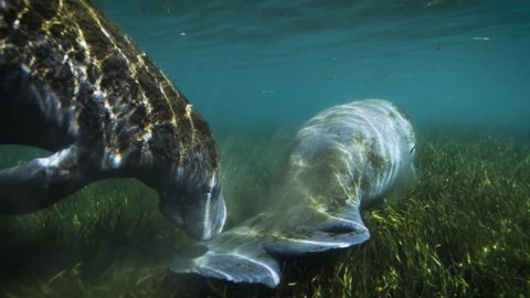 Underwater view of manatees swimming in sunlight at Crystal River Preserve State Park, Crystal River, Florida, USA