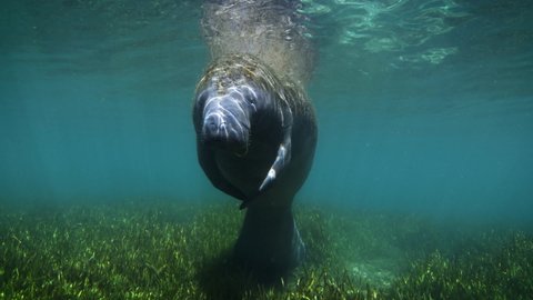 Underwater view of manatee swimming in sunlight at Crystal River Preserve State Park, Crystal River, Florida, USA