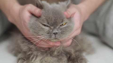 Male hands stroking an old british longhair cat, close up