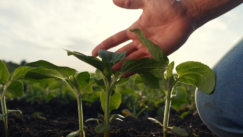 environmental agriculture protection. farmer hand touches pouring sunflower plants low on black soil. farmer hand checks the crop in agriculture. planet protect concept eco Royalty-Free Stock Footage #1068440759