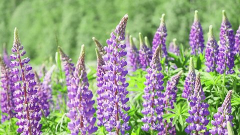 Lupine field with pink purple and blue flowers. Lupine flowers on a sunny summer day swinging on a breeze. 4K footage
