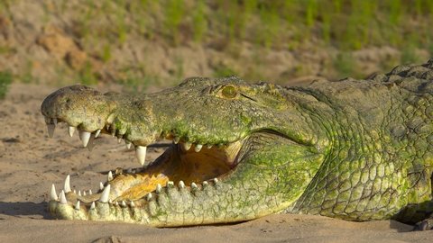 Crocodile on the Rufiji River. An exciting safari trip through the Selous National Park. Tanzania. Africa.