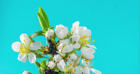 Spring flowers. Plum flowers on a plums branch blossom on a blue background. Time Lapse 4K video.