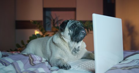 Cute pug dog watching interesting content, attractive information, webinar, webcam online training, film focused, web stream online. Funny pug dog with laptop, notebook at cozy bedroom at home. 