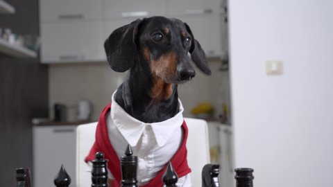 Smart young dachshund dog wearing stylish red and white outfit sits near chessboard as grandmaster in light room close view