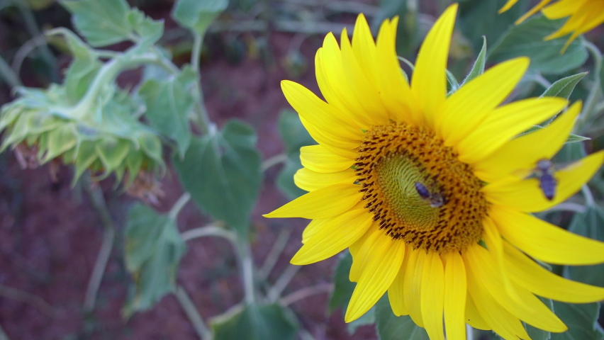 Bees collect nectar from the sunflower, the bees pollinate the sunflower according to the duties received from nature | Shutterstock HD Video #1068455843