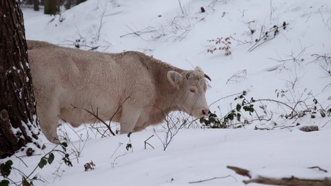 A big Charolais cow walking uphill in the snow eating twigs. The cold wet weather and ice creates a beautiful winter landscape for the cattle.