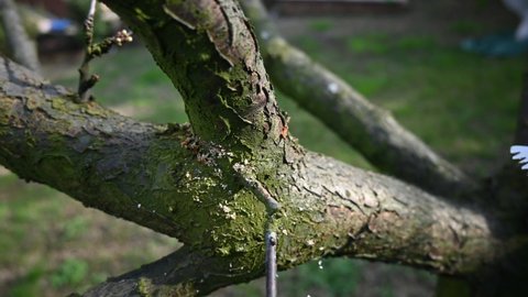 Gardener cuts a branch with a hacksaw during winter pruning of a plum tree.