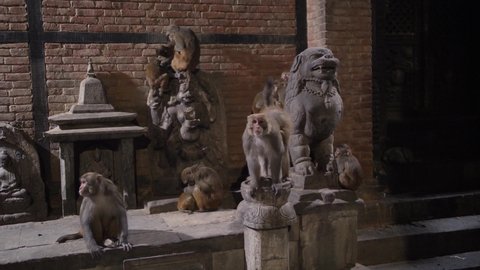 Group of Agressive Temple Monkeys at Swayambhunath Stup in Kathmandu, Nepal